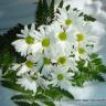 Daisy's Collection 4